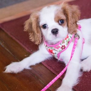 Meet your Posher, Debi